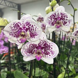 Exotic 10 (Orchard Choice, subject to availability)