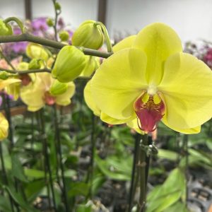 Exotic 11 (Orchard Choice, subject to availability)