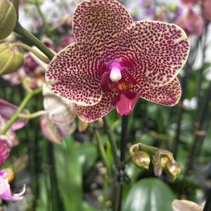 Exotic 12 (Orchard Choice, subject to availability)