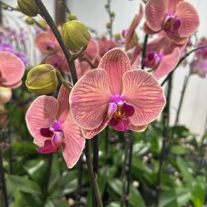 Exotic 13 (Orchard Choice, subject to availability)