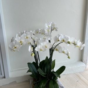Orchard Piece Buyers Choice ( 10 Stem ) – Subject To Availability