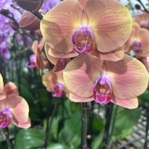 Exotic 2 (Orchard Choice, subject to availability)