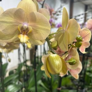 Exotic 3 (Orchard Choice, subject to availability)