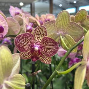 Exotic 4 (Orchard Choice, subject to availability)