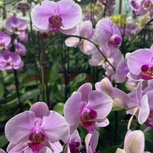 Exotic 5 (Orchard Choice, subject to availability)