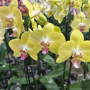Exotic 6 (Orchard Choice, subject to availability)