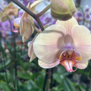 Exotic 7 (Orchard Choice, subject to availability)