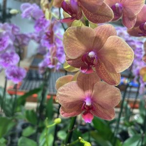 Exotic 8 (Orchard Choice, subject to availability)
