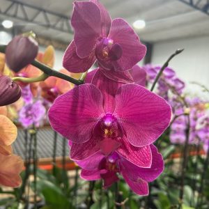 Exotic 9 (Orchard Choice, subject to availability)